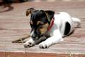 Auch Hunde werden mal krank – Hundekrankenversicherung © tierversicherung.biz